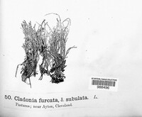 Cladonia furcata f. subulata image